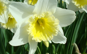 Pabst Spring Flowering Bulbs